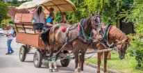 Vstupenka na Den otevřených sklepů v Čejkovicích 31.8.2024